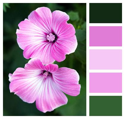 Mallow Flowers Pink Flowers Image